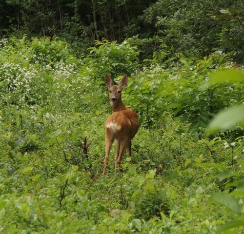 Dámvadak a városban