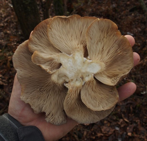 Mindent a gombákról